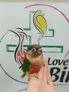 Conure pyrrhura molinae 225€