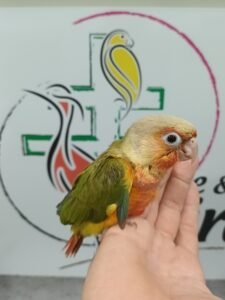 Conure pyrrhura molinae 225€