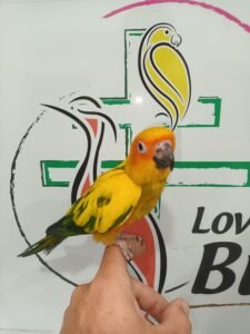 Conure soleil élevé à la main 450€