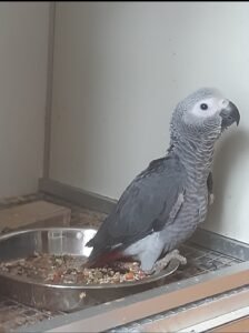 Perroquet gris du gabon élevé à la main 1500€
(Soumis à autorisation de détention)