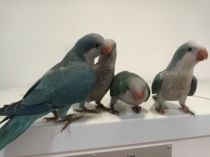 Conure veuve élevé à la main 300€